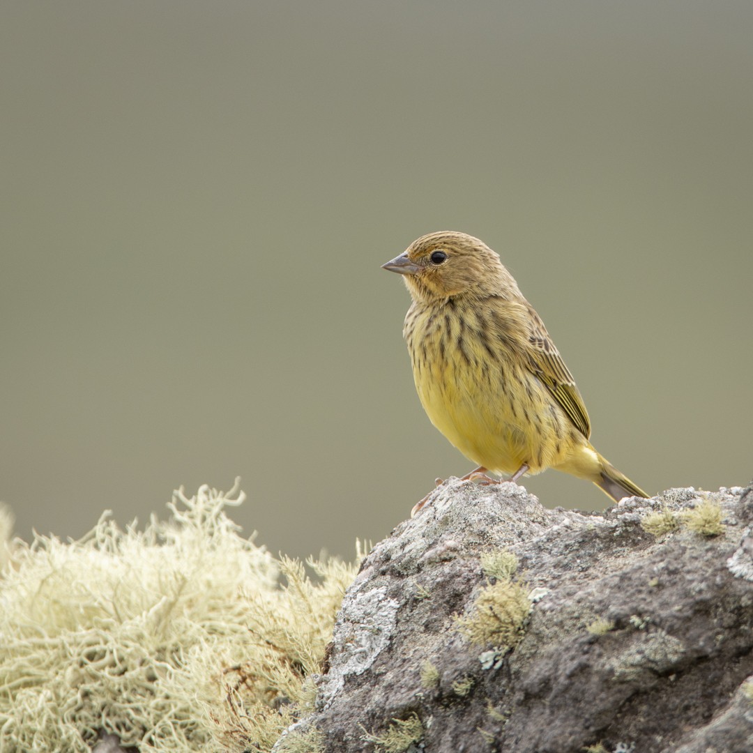 Stripe-tailed Yellow-Finch - ML620744077