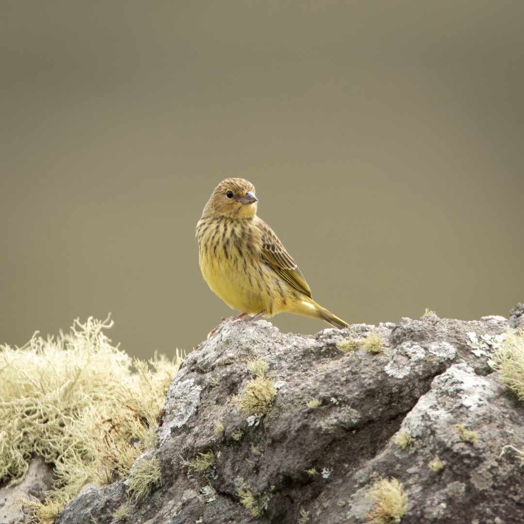 Stripe-tailed Yellow-Finch - Caio Osoegawa