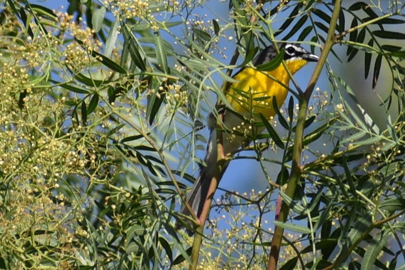 Yellow-breasted Chat - ML620744082