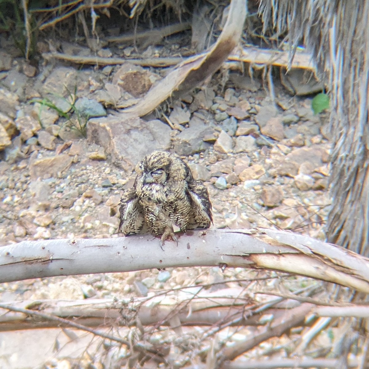 Great Horned Owl - ML620744085