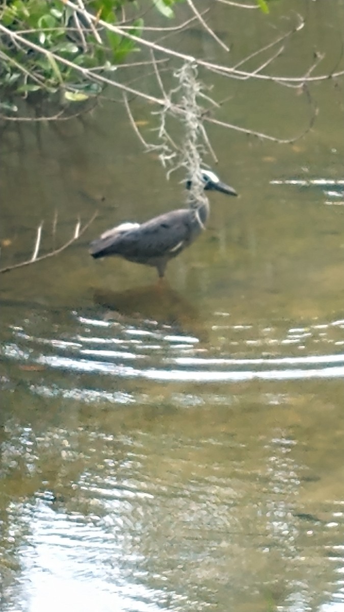 Yellow-crowned Night Heron - ML620744089