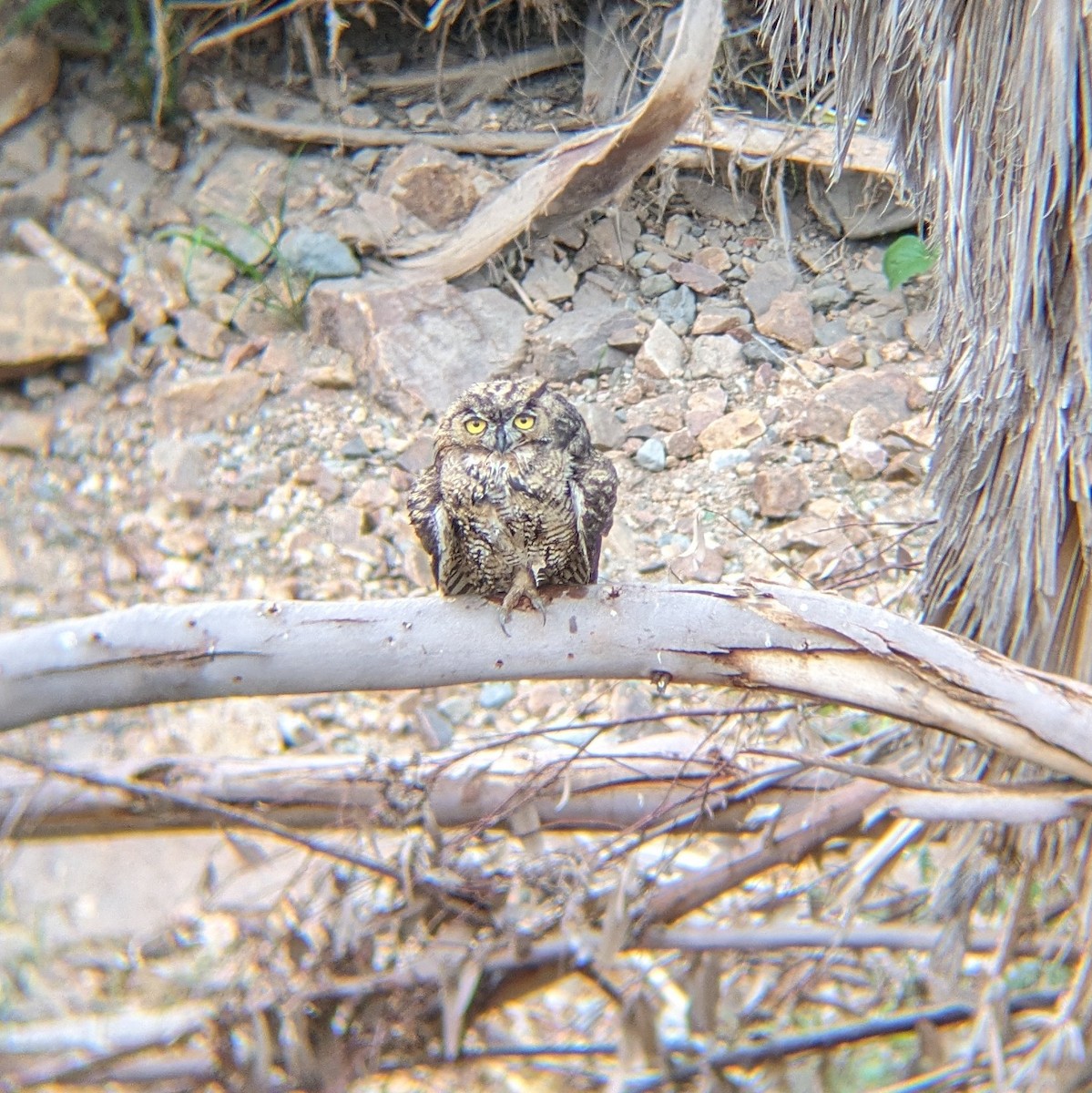 Great Horned Owl - ML620744092