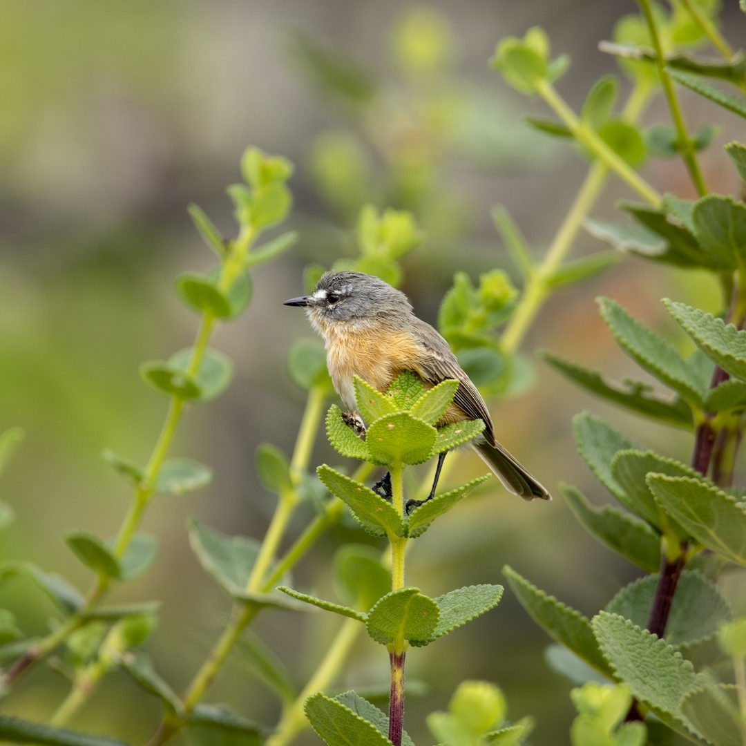 Gray-backed Tachuri - Caio Osoegawa