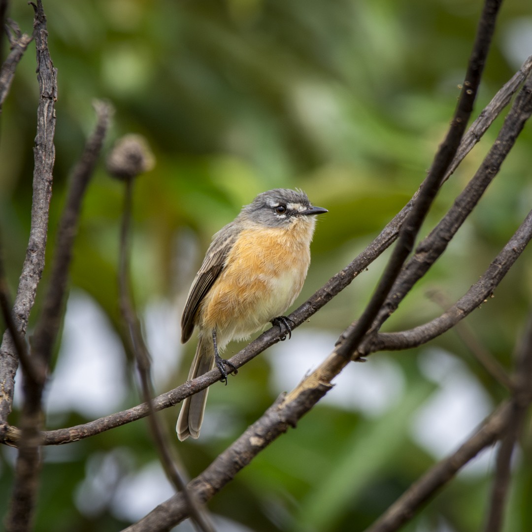 Gray-backed Tachuri - ML620744101