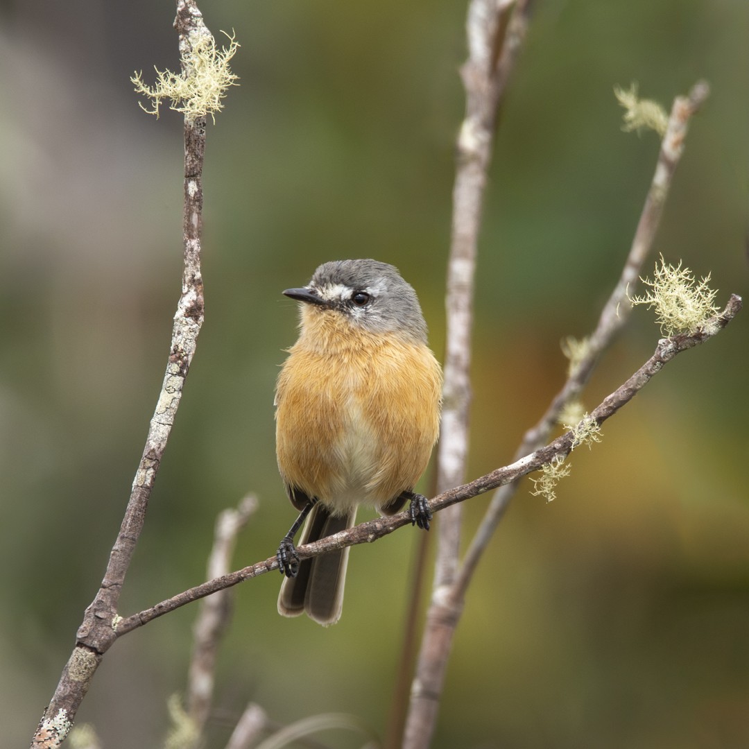 Gray-backed Tachuri - Caio Osoegawa