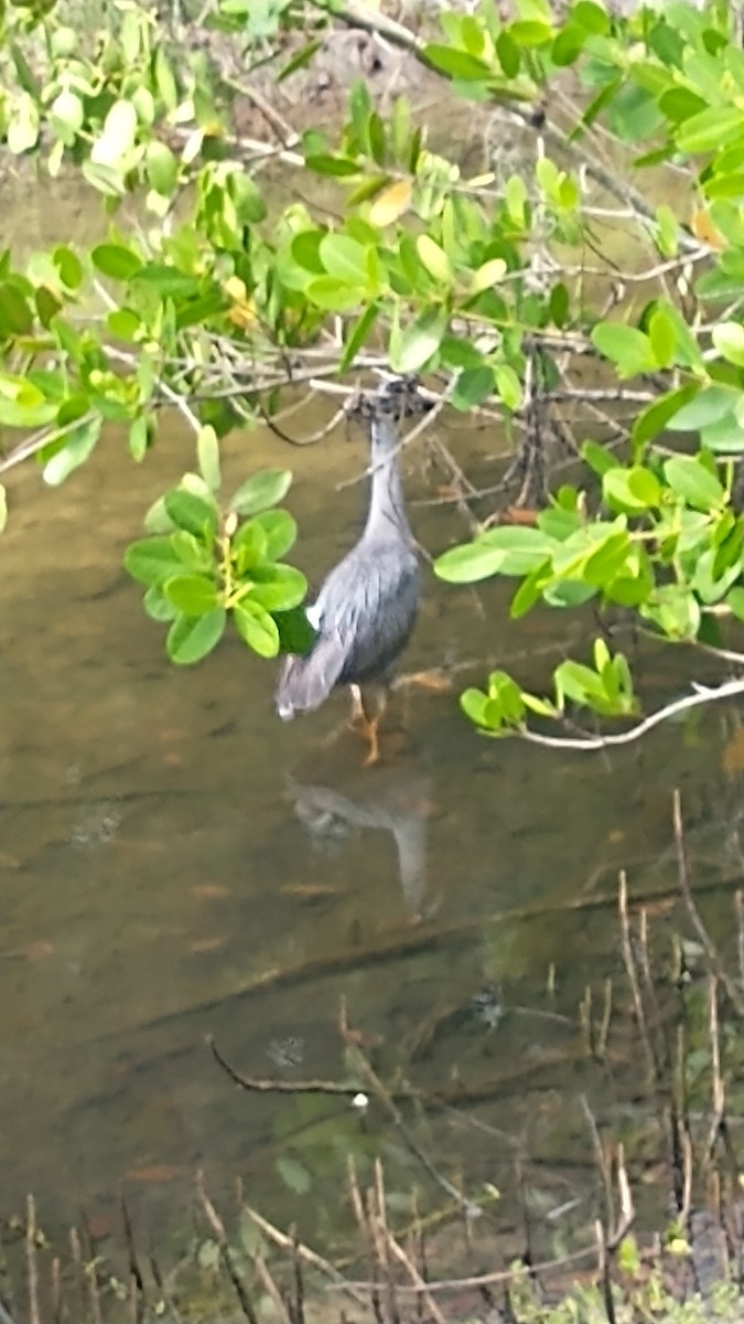 Yellow-crowned Night Heron - ML620744108