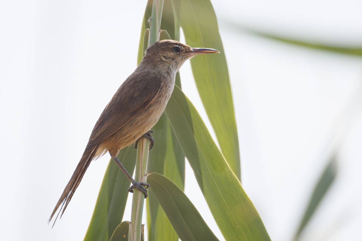 Clamorous Reed Warbler - ML620744112