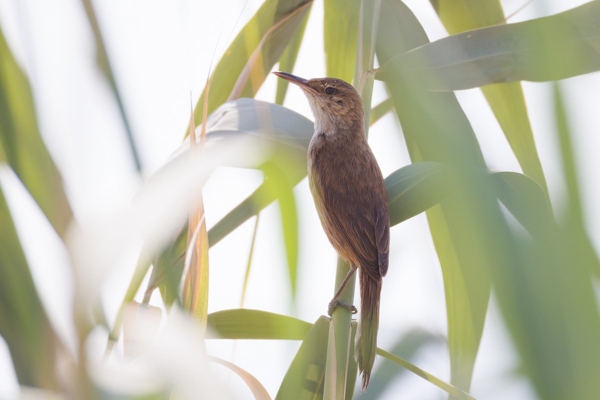 Clamorous Reed Warbler - ML620744113