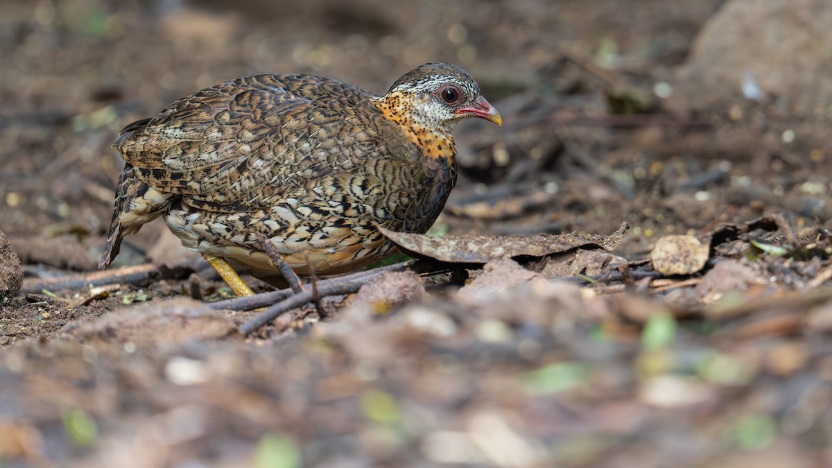 Scaly-breasted Partridge - ML620744119