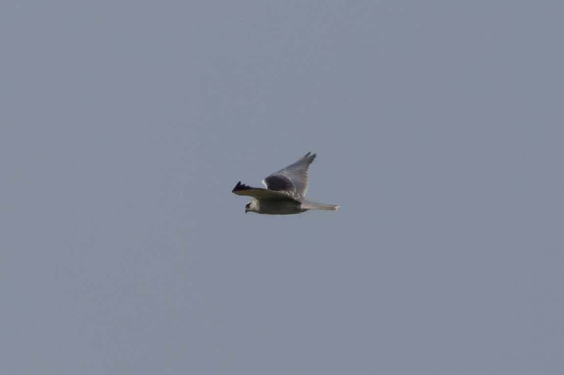 Black-winged Kite - ML620744121