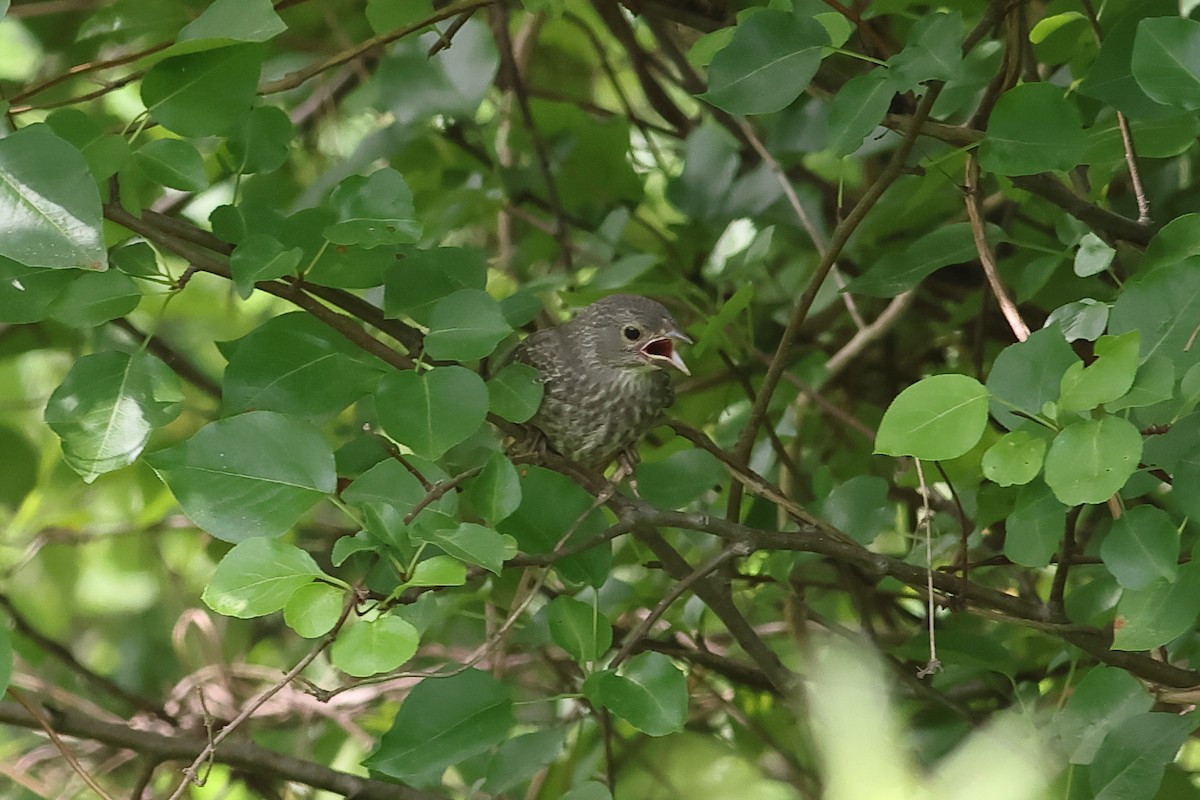 Brown-headed Cowbird - ML620744123