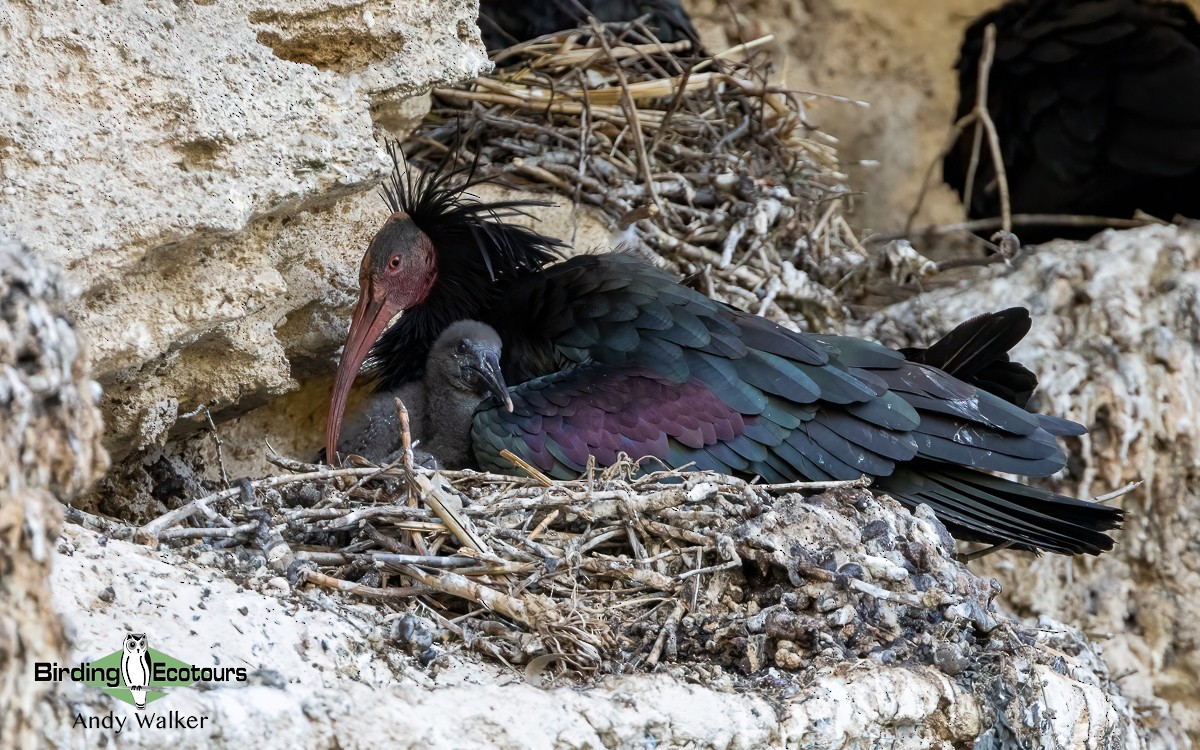 Northern Bald Ibis - ML620744125