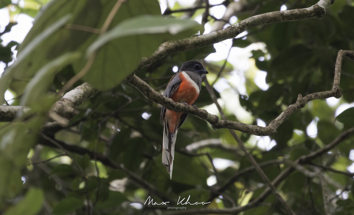 trogon indický - ML620744128