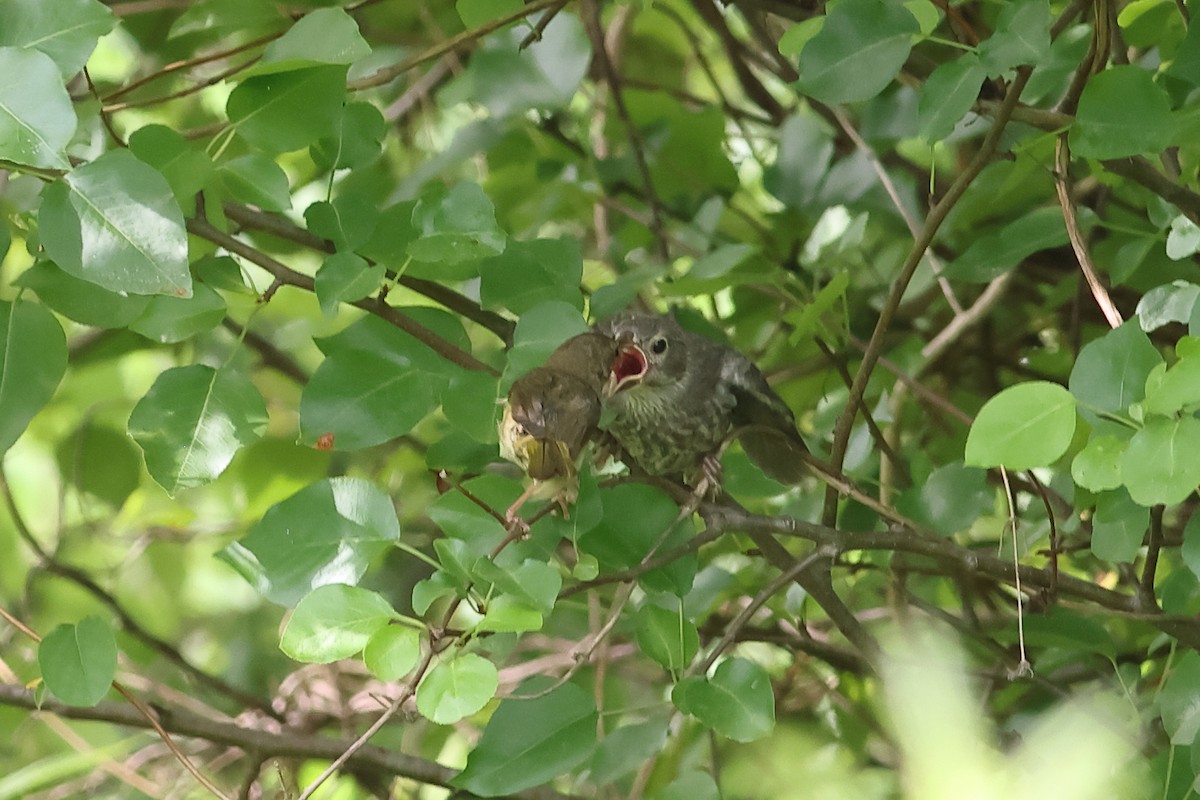 Common Yellowthroat - ML620744129