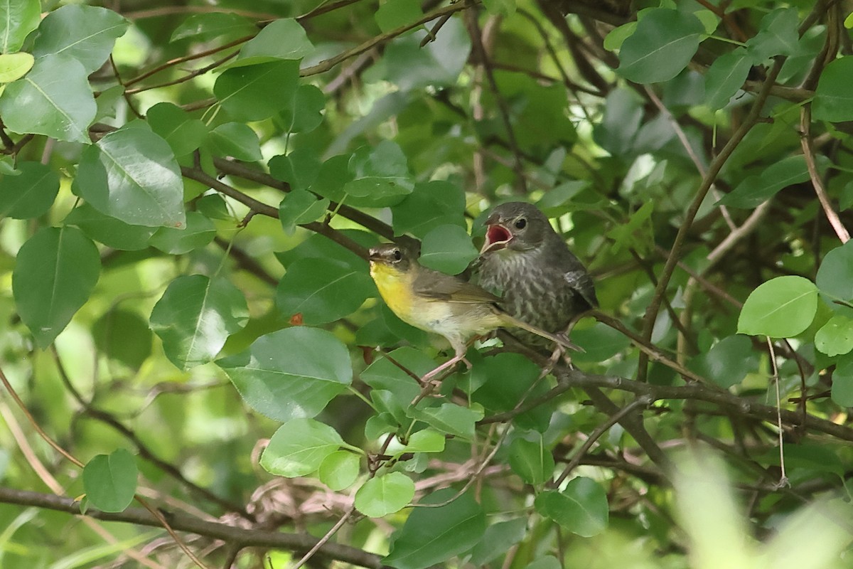 Common Yellowthroat - ML620744130