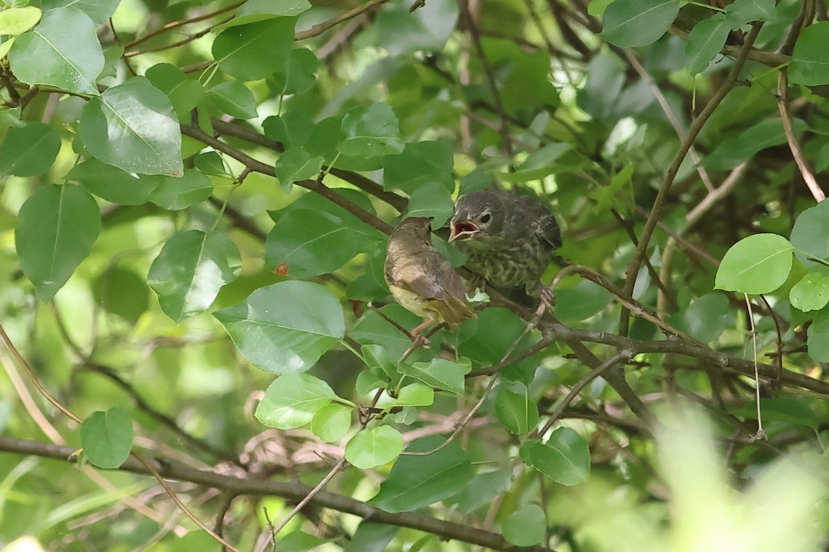 Common Yellowthroat - ML620744132