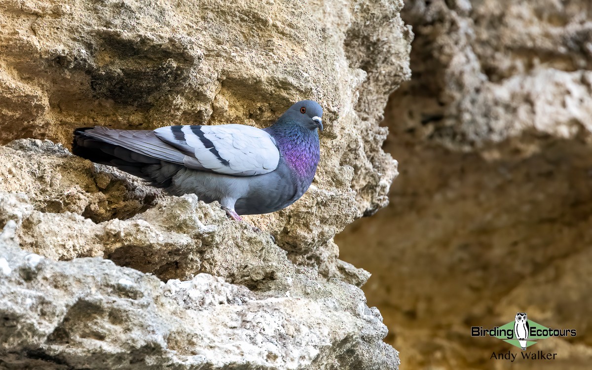 Rock Pigeon (Feral Pigeon) - ML620744133