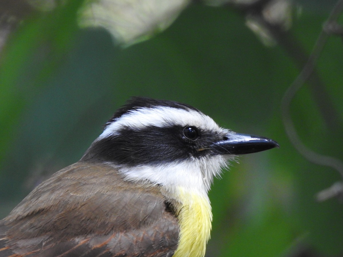 Great Kiskadee - ML620744135