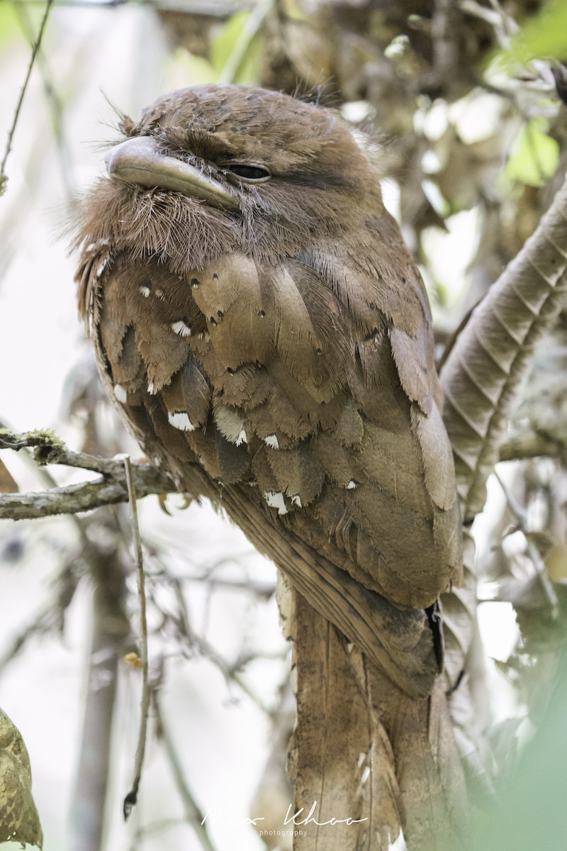 Sri Lanka Frogmouth - ML620744138