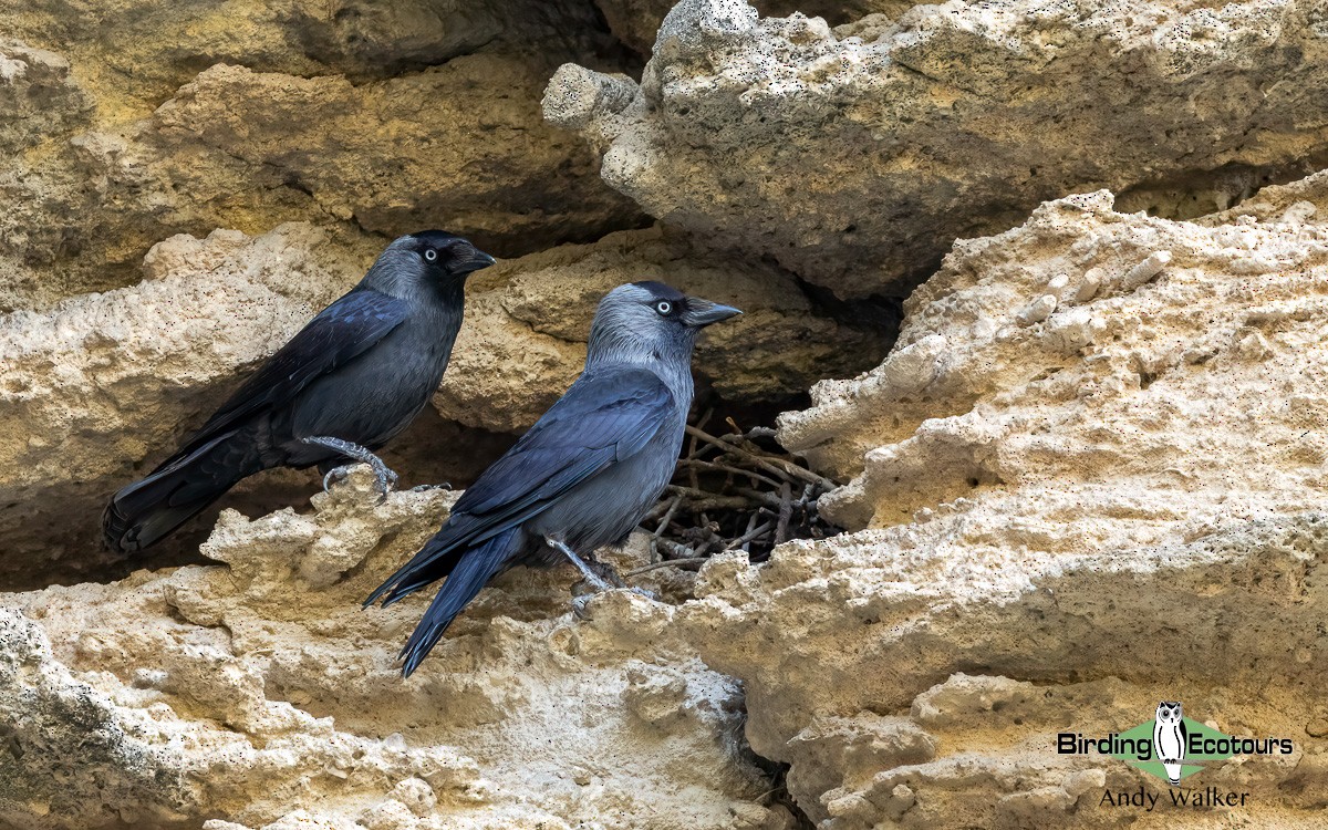 Eurasian Jackdaw - ML620744140