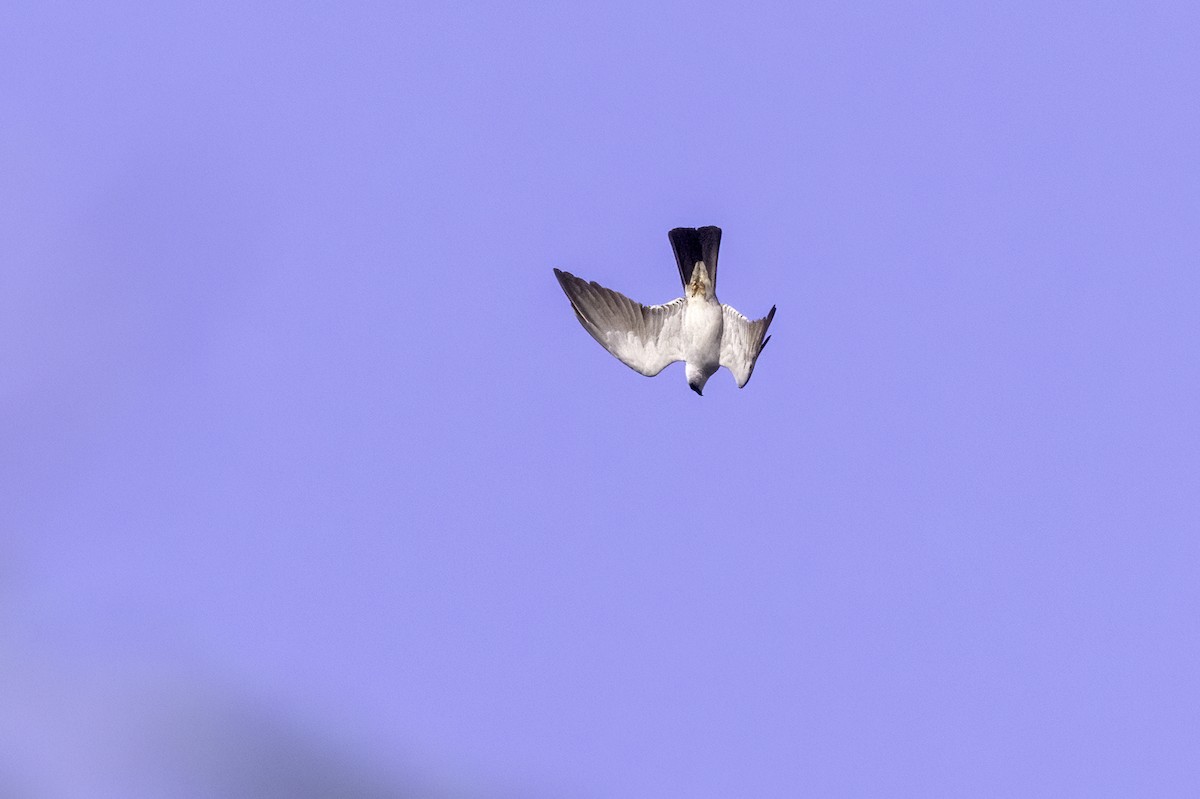 Mississippi Kite - ML620744144