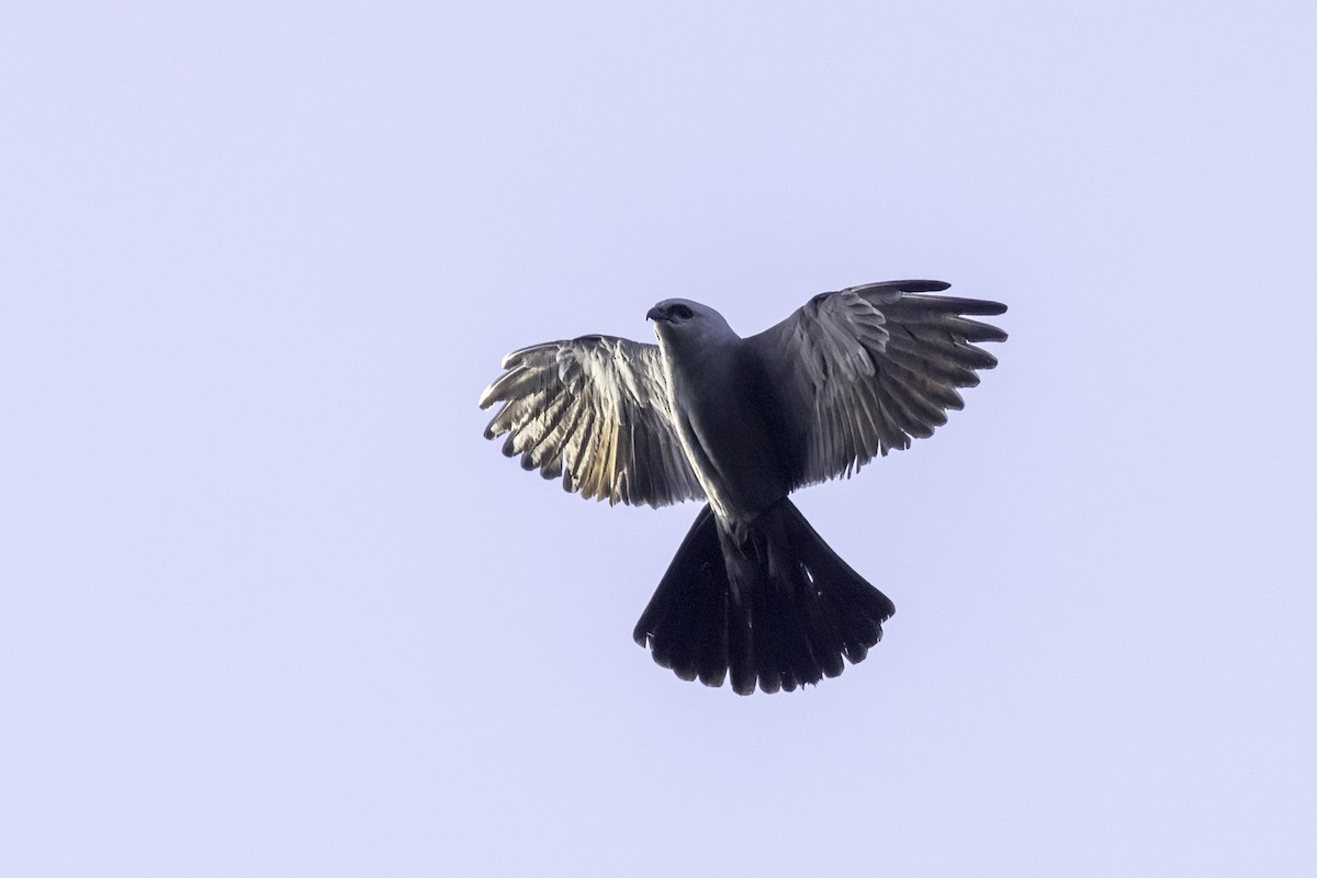 Mississippi Kite - ML620744145