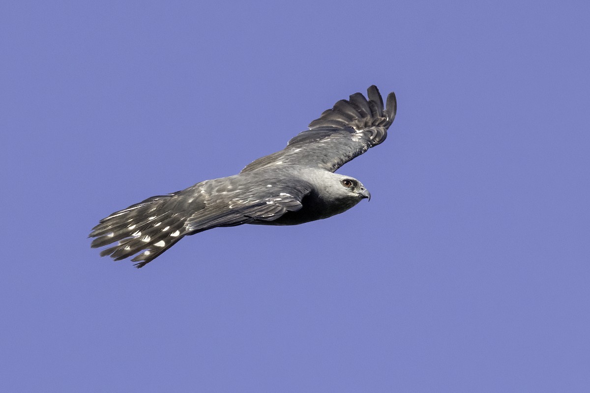 Mississippi Kite - ML620744146