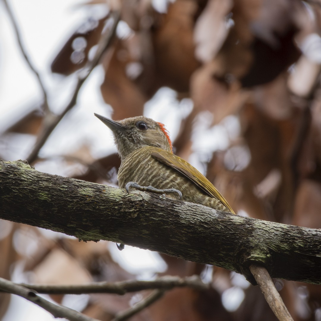 Little Woodpecker - ML620744158