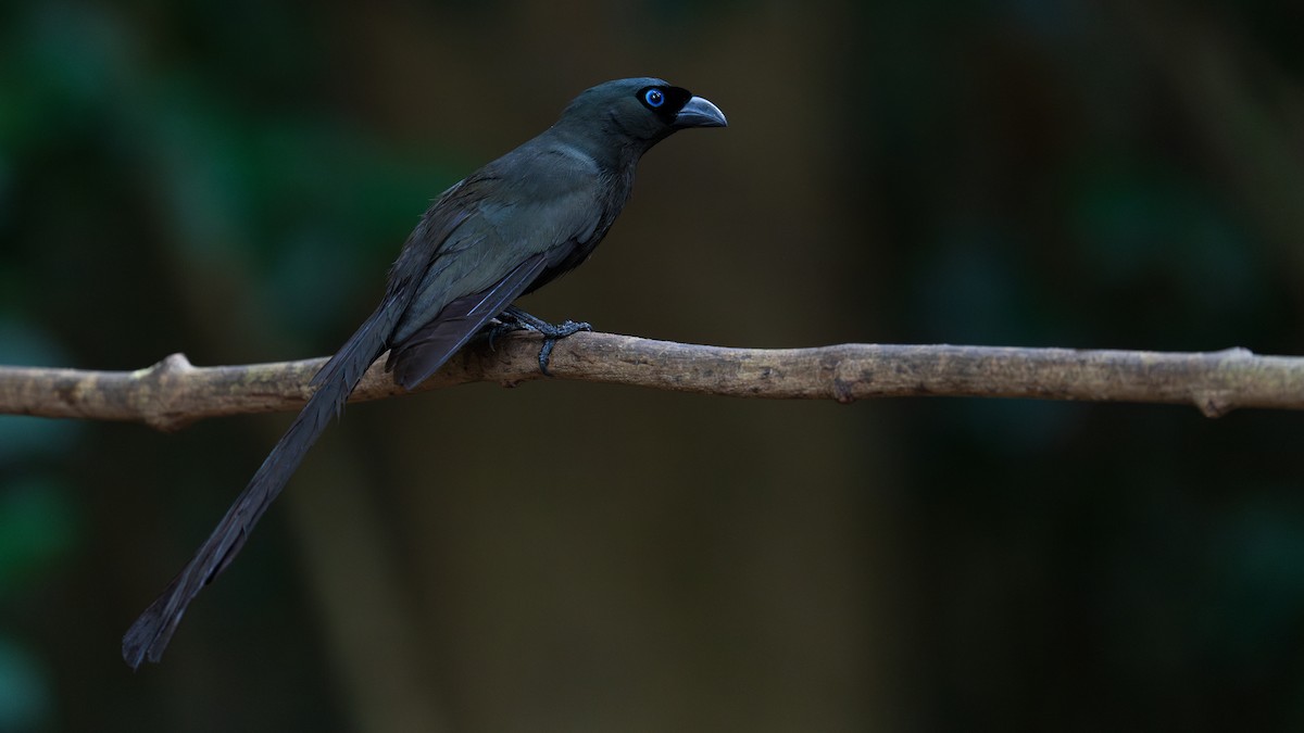 Racket-tailed Treepie - ML620744161