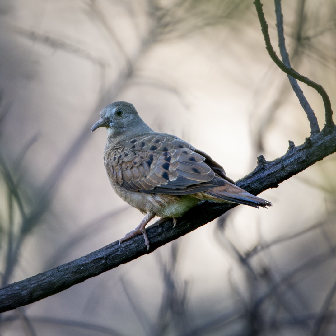 Ruddy Ground Dove - ML620744164