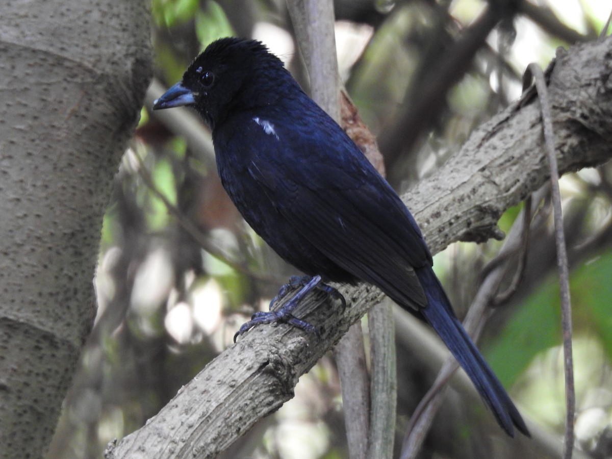 White-lined Tanager - ML620744181