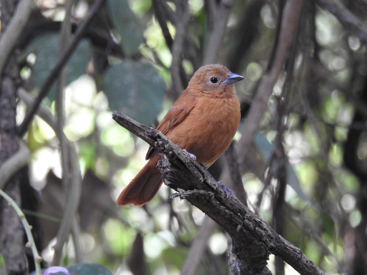 White-lined Tanager - ML620744182