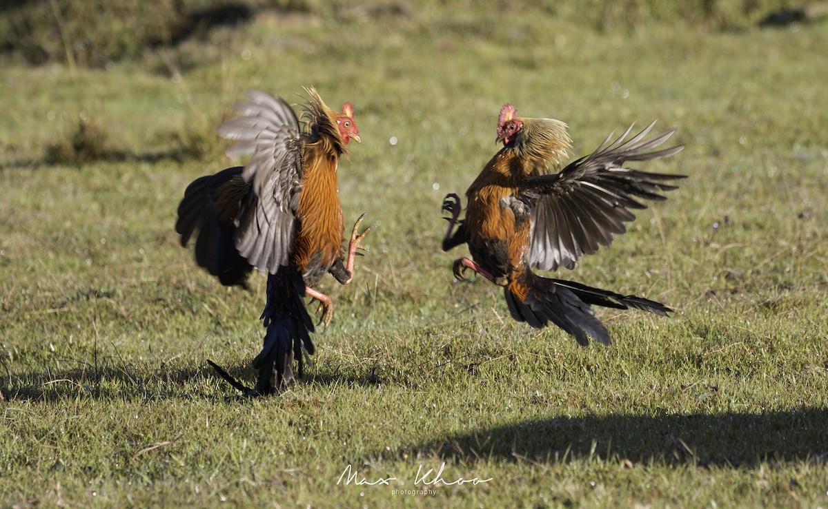 Sri Lanka Junglefowl - ML620744184