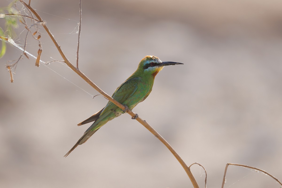 Blue-cheeked Bee-eater - ML620744185