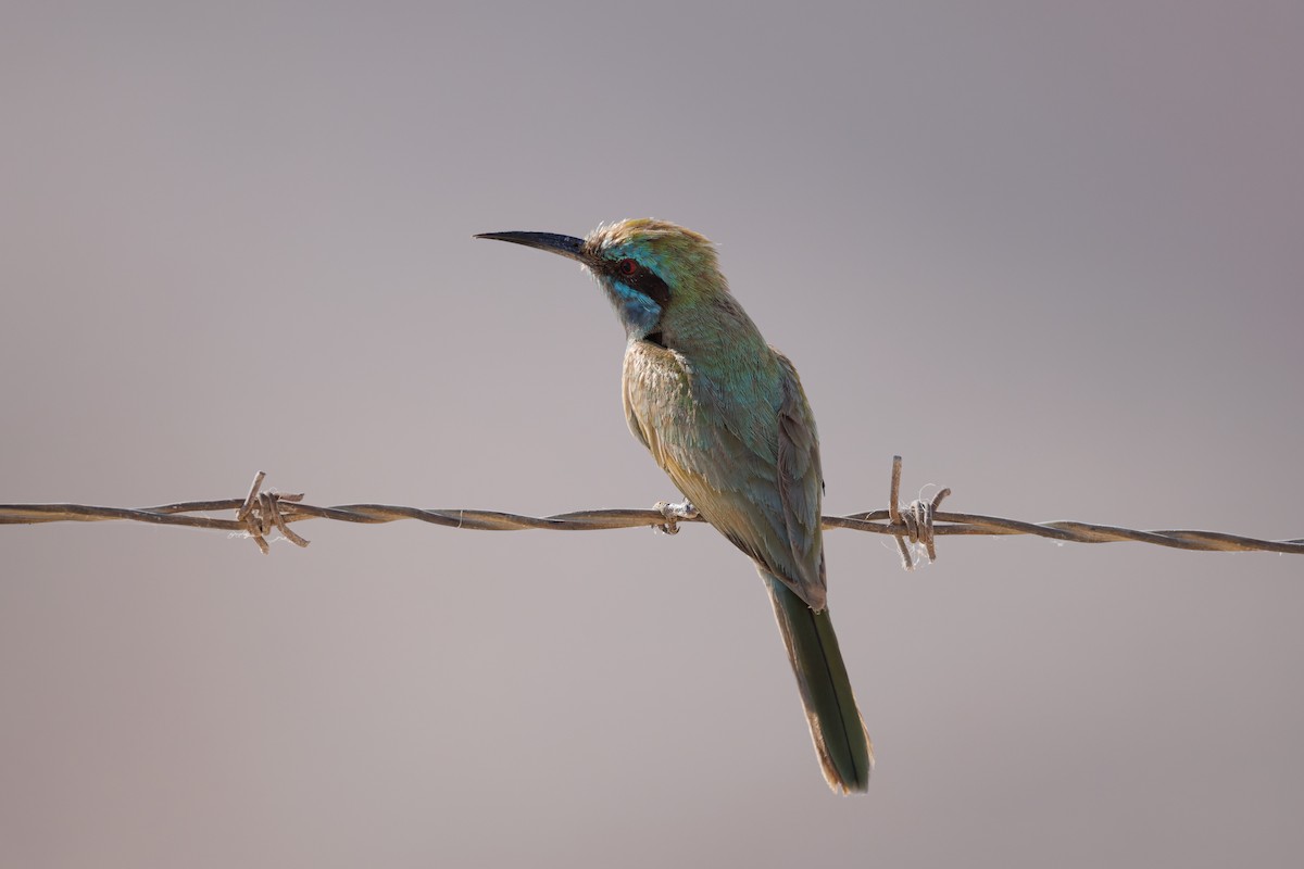 Blue-cheeked Bee-eater - ML620744186