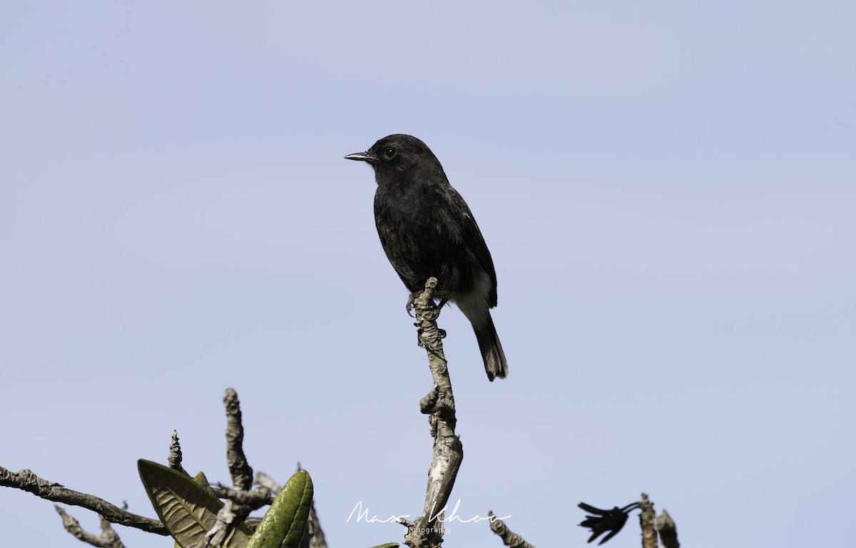 Pied Bushchat - ML620744189