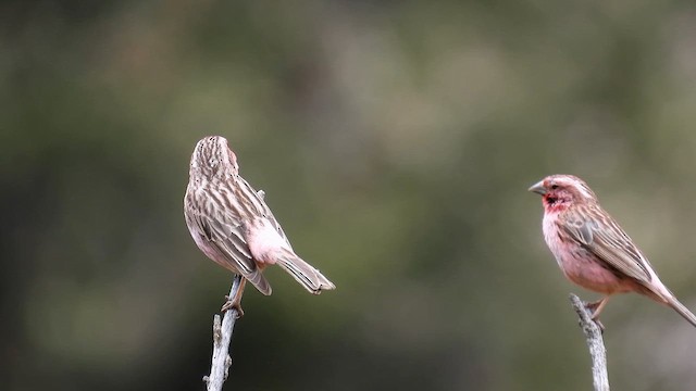 Chinese White-browed Rosefinch - ML620744191