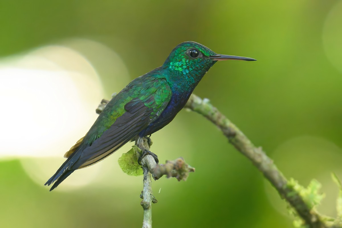 Violet-bellied Hummingbird - ML620744196