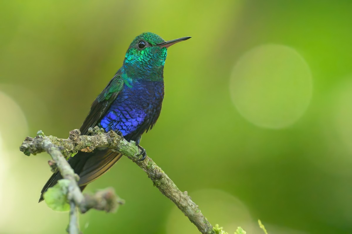 Violet-bellied Hummingbird - ML620744197