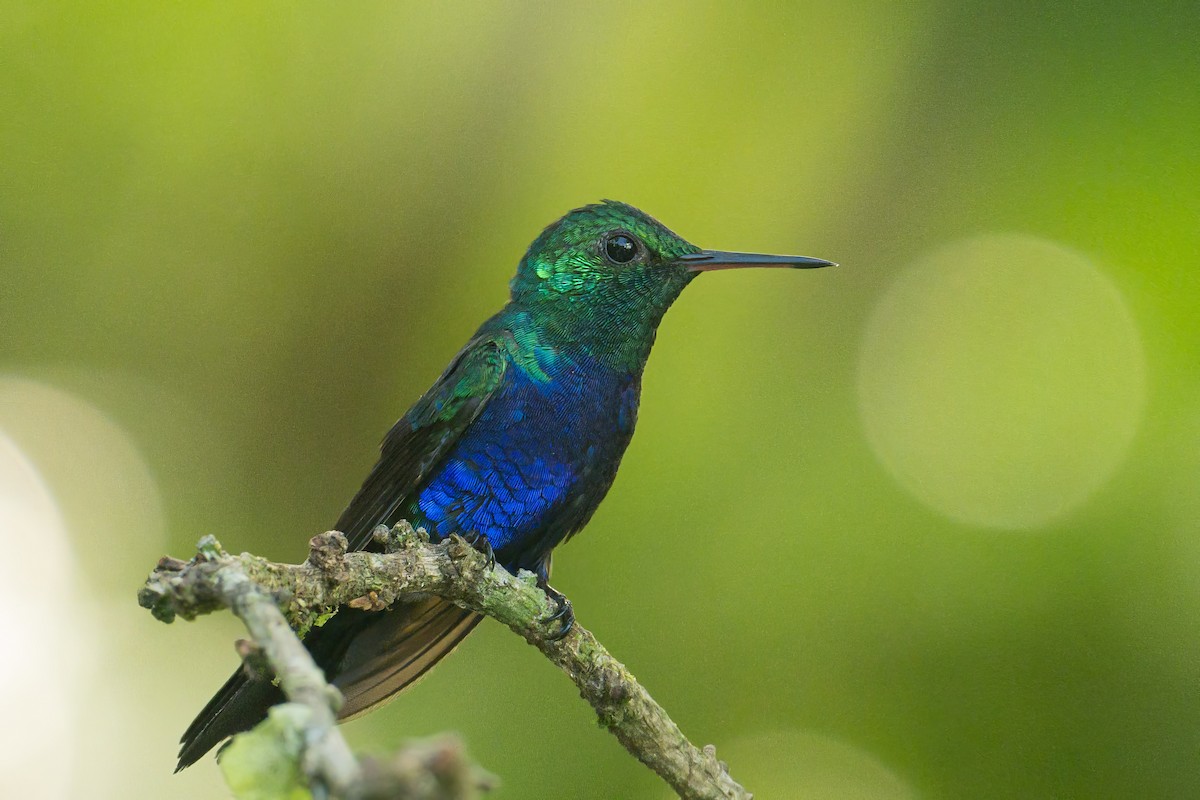 Violet-bellied Hummingbird - ML620744199