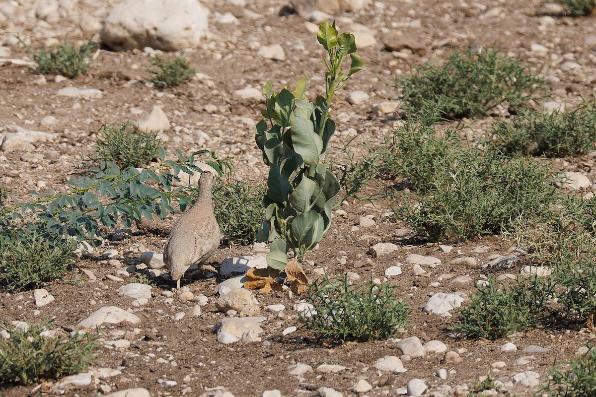 Arabienwüstenhuhn - ML620744200