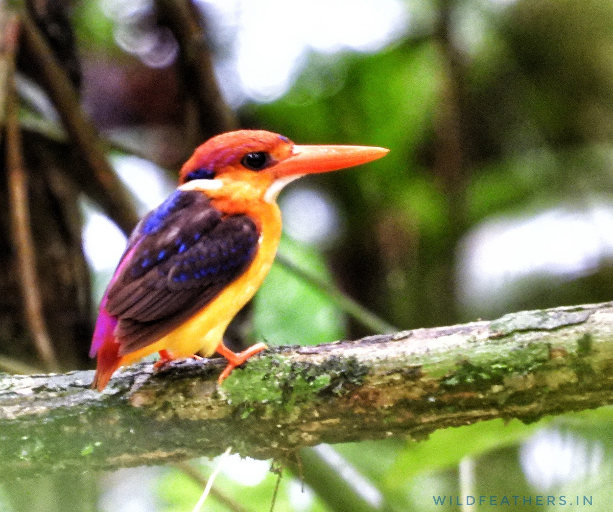 黑背三趾翠鳥 - ML620744201