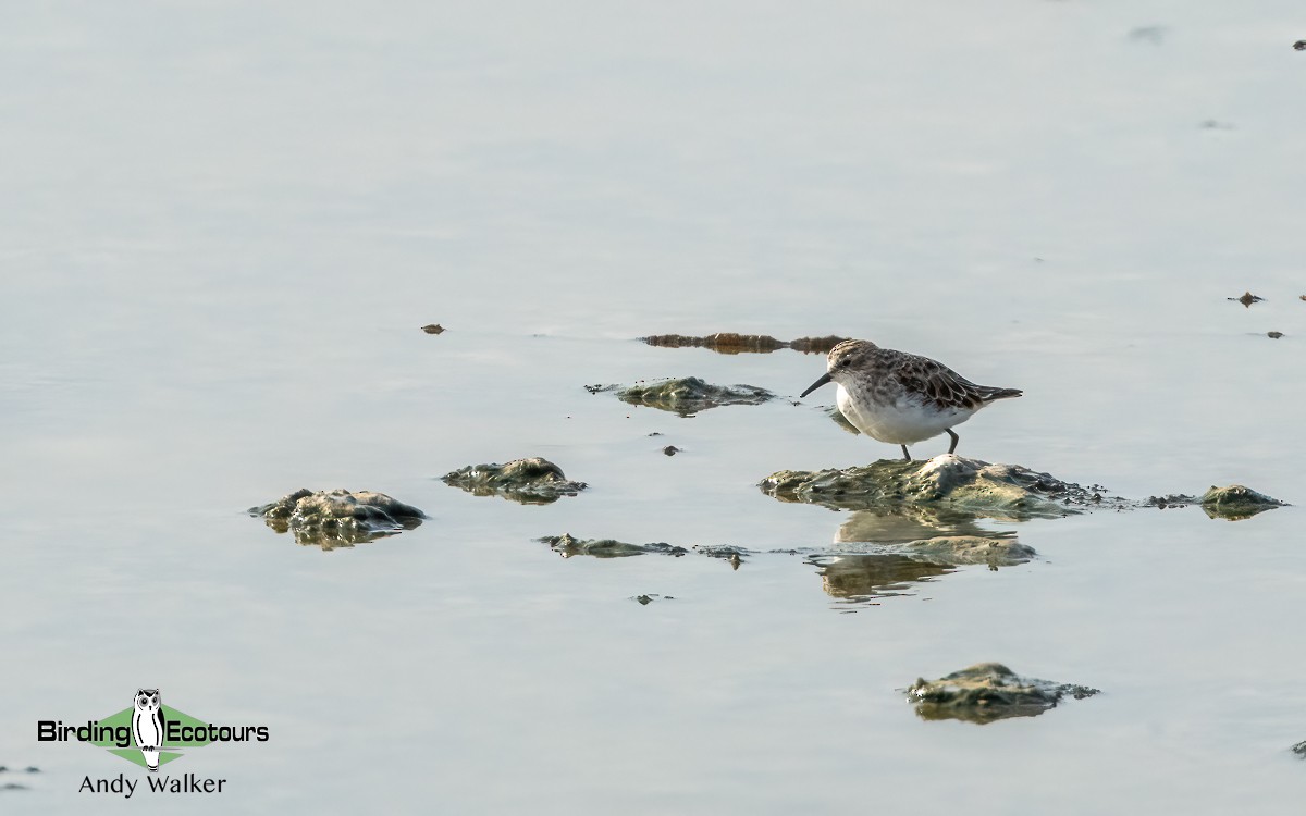 Little Stint - ML620744202