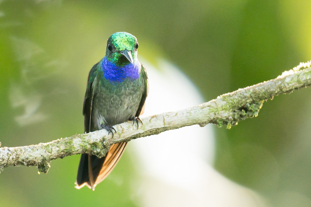 Blue-chested Hummingbird - ML620744204