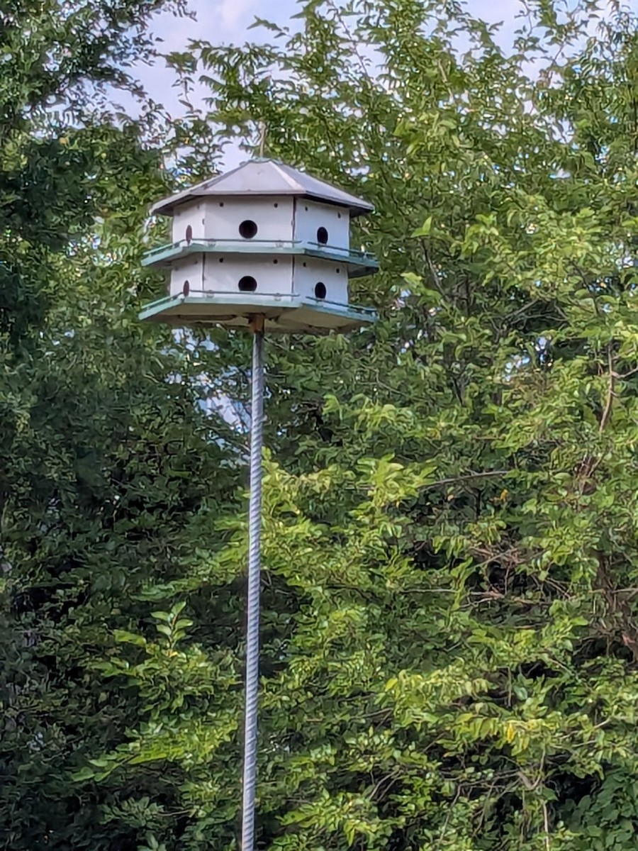 House Wren - ML620744208