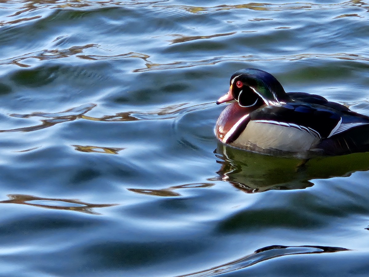 Wood Duck - Matt Chilton