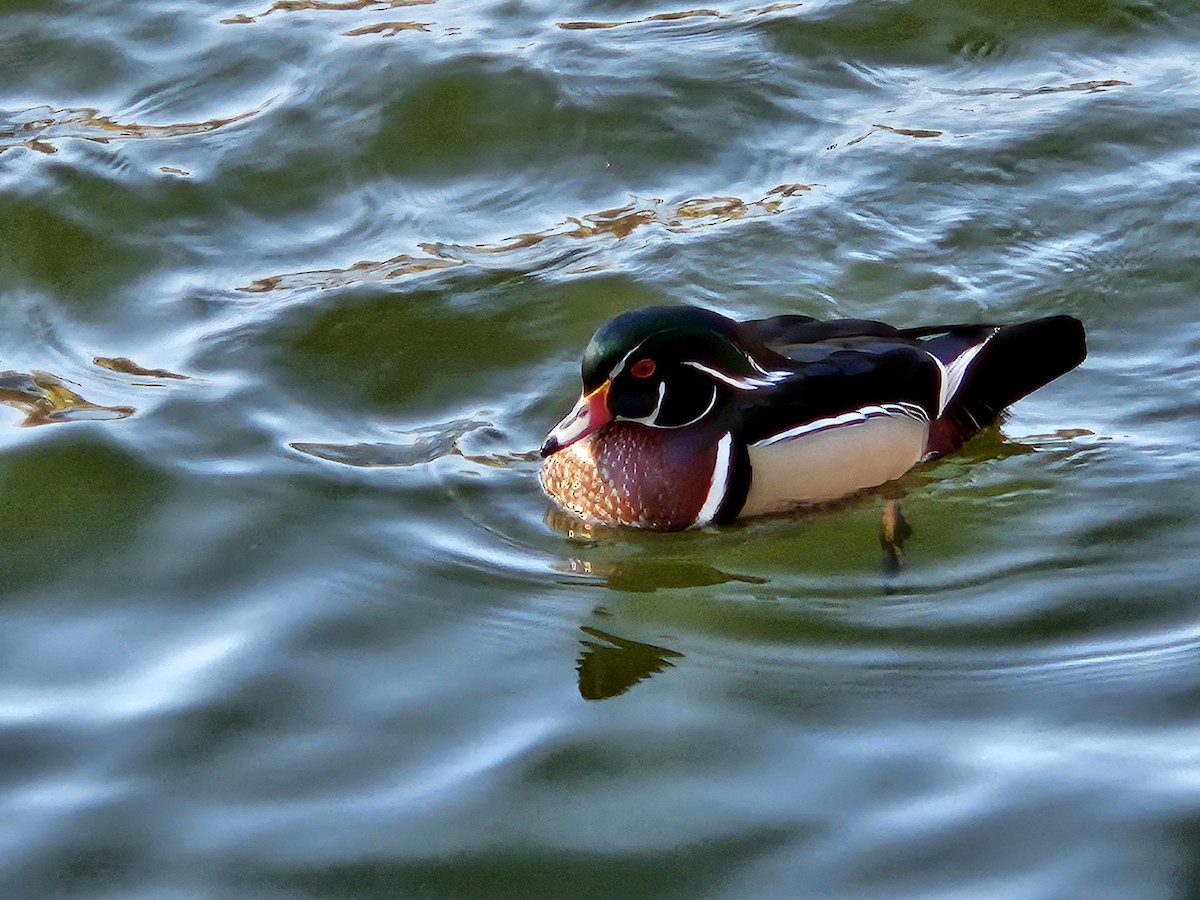 Wood Duck - ML620744214