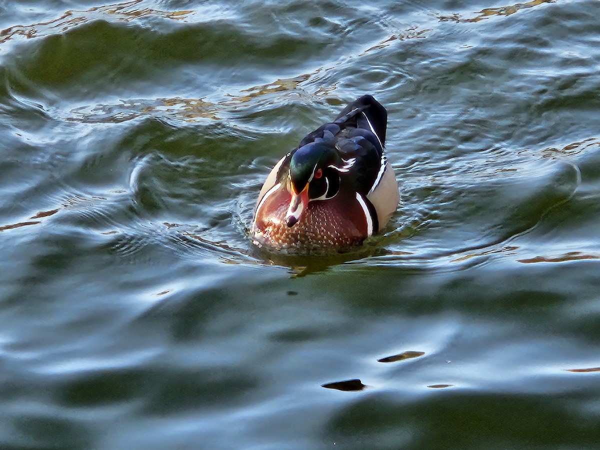 Wood Duck - ML620744217