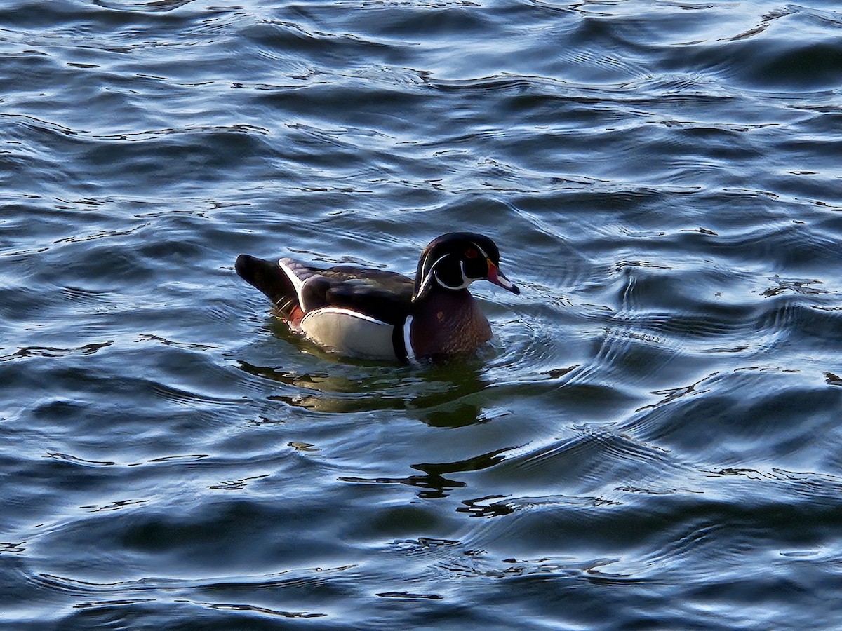 Wood Duck - ML620744220