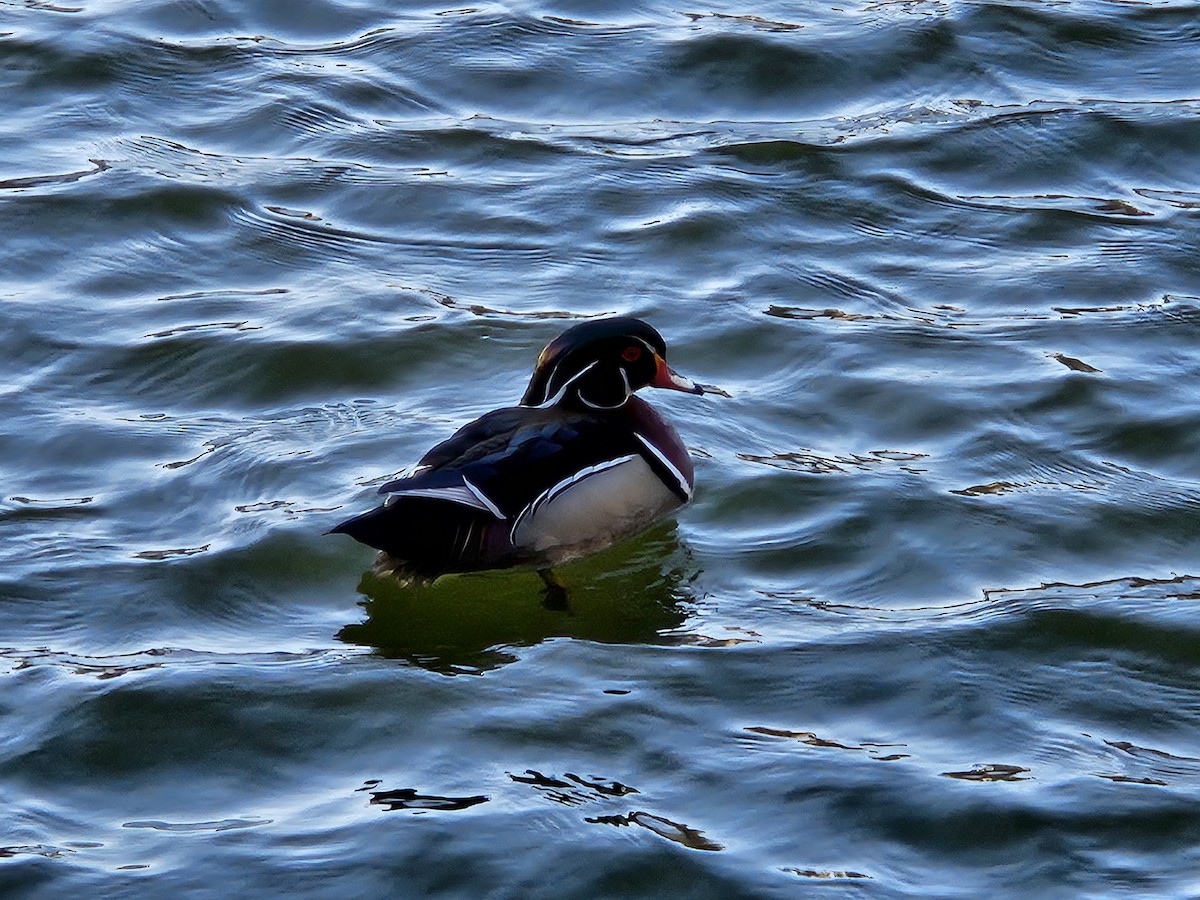 Wood Duck - ML620744221